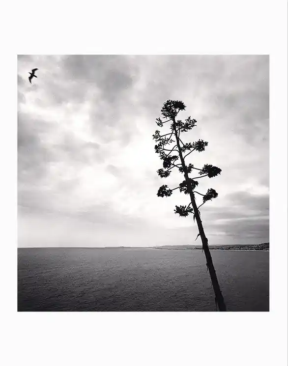 ▷ Michael Kenna, Des oiseaux - Édition limitée by Michael Kenna, 2019 | fine art print New Arrival