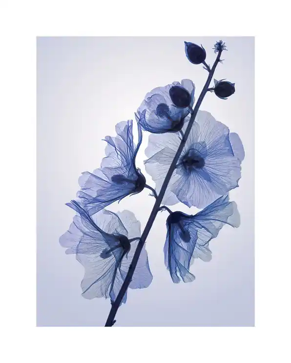 Must Have ▷ Genus Alcea by Hugh Turvey, 2018 | Giclée Print