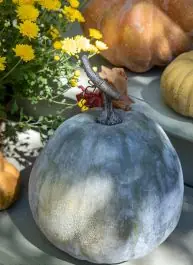 Today Only Early Green Pumpkin Collection Set of 5