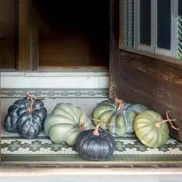Green Pumpkin Collection Set of 5 Get Yours
